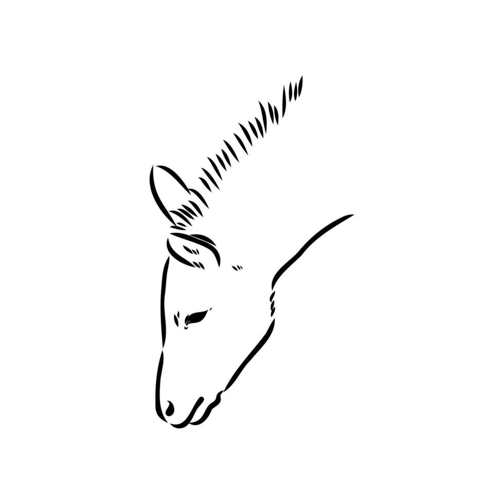 dibujo vectorial de burro vector