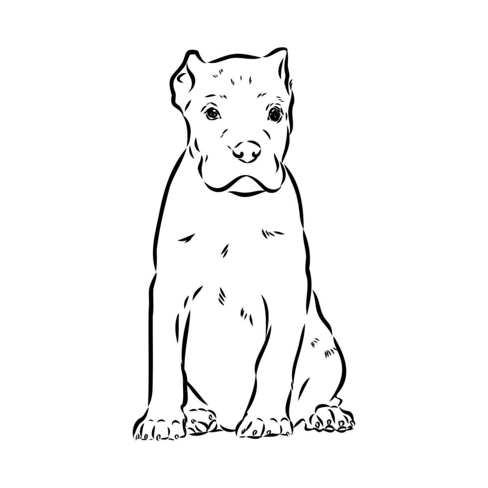 cane corso dog vector sketch