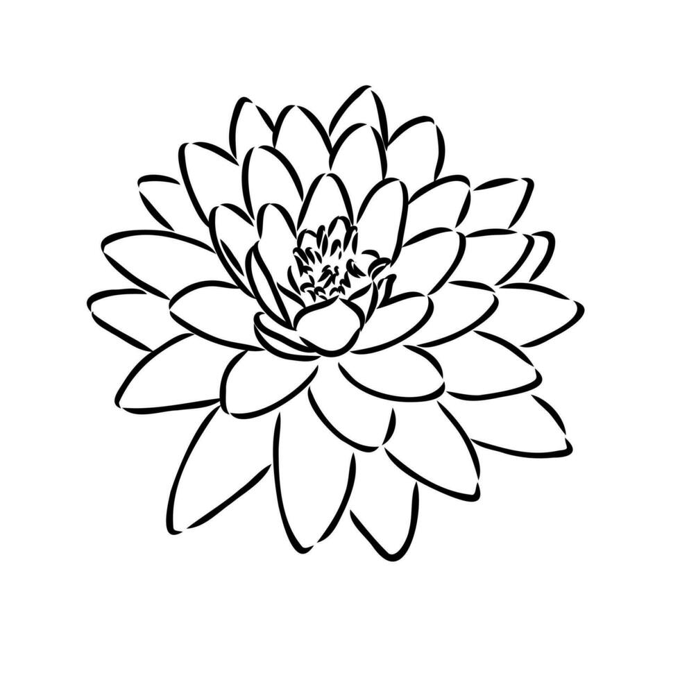 lotus vector sketch