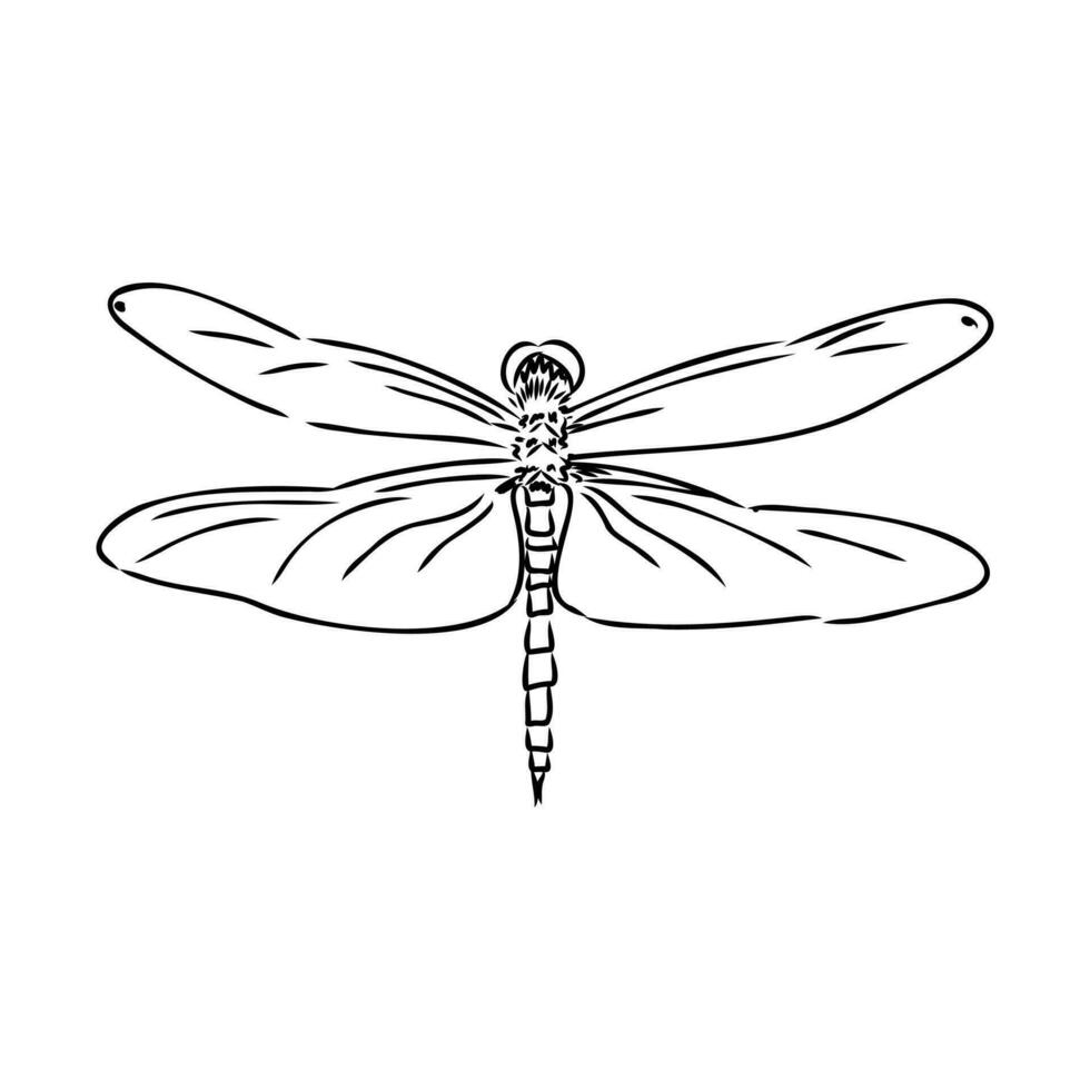 dragonfly vector sketch