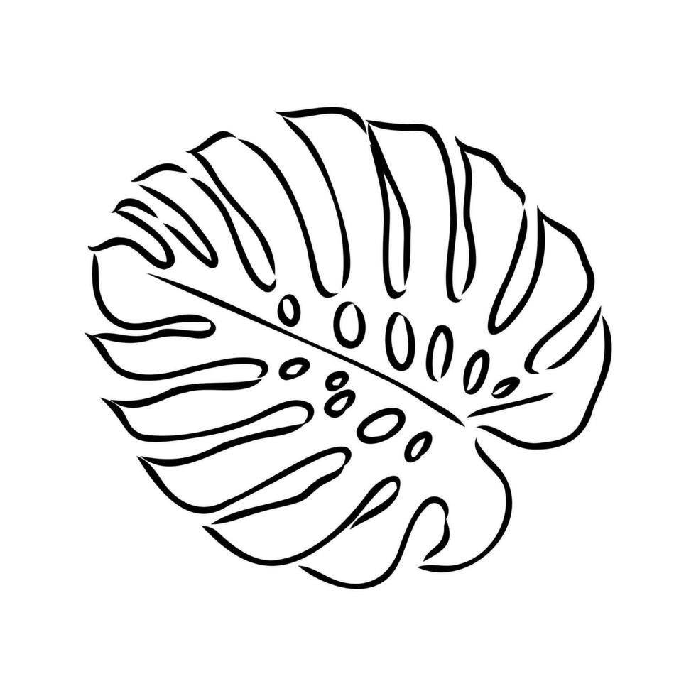 monstera leaf vector sketch