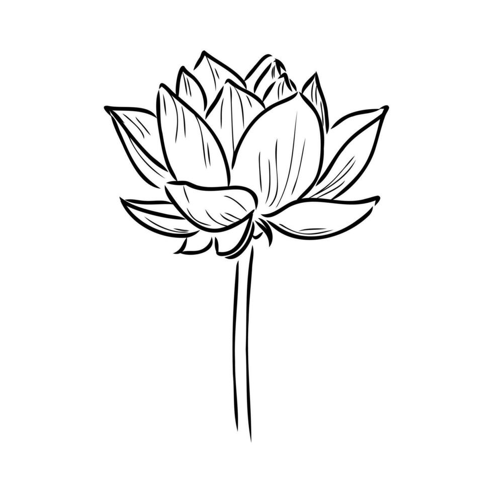 lotus vector sketch