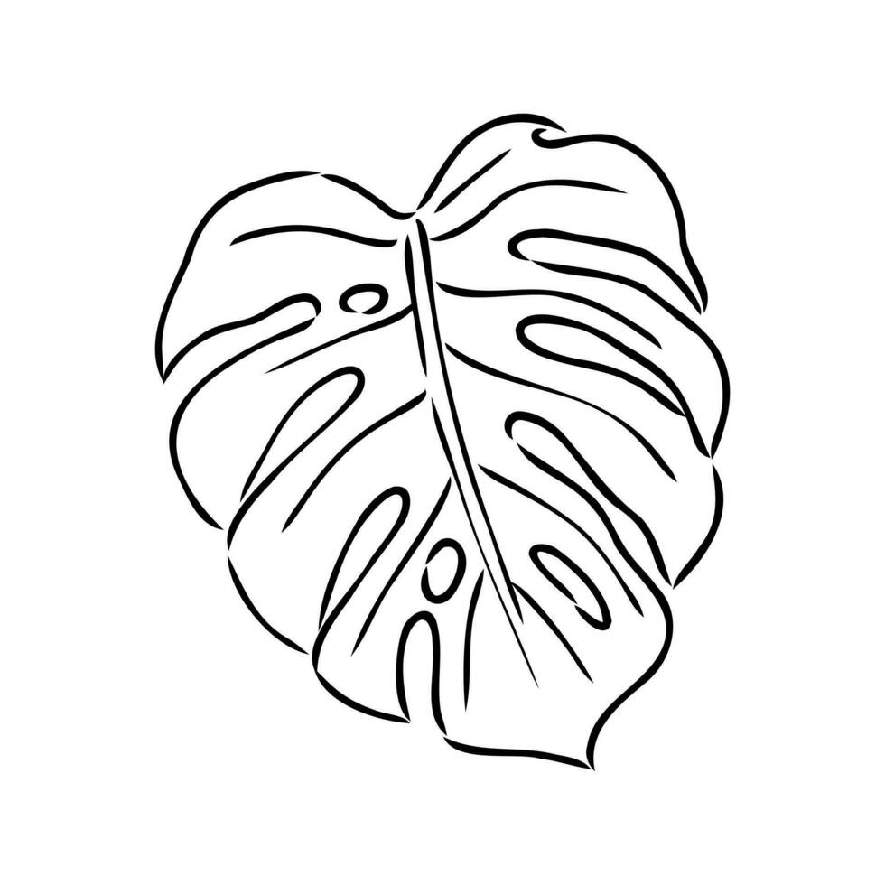 monstera hoja vector bosquejo