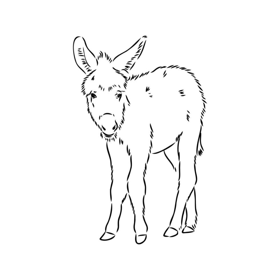 dibujo vectorial de burro vector