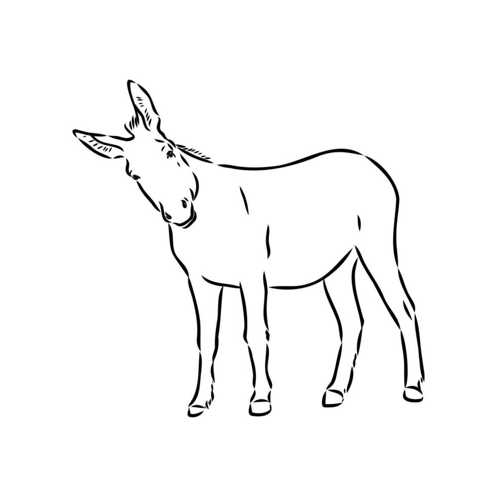 donkey vector sketch
