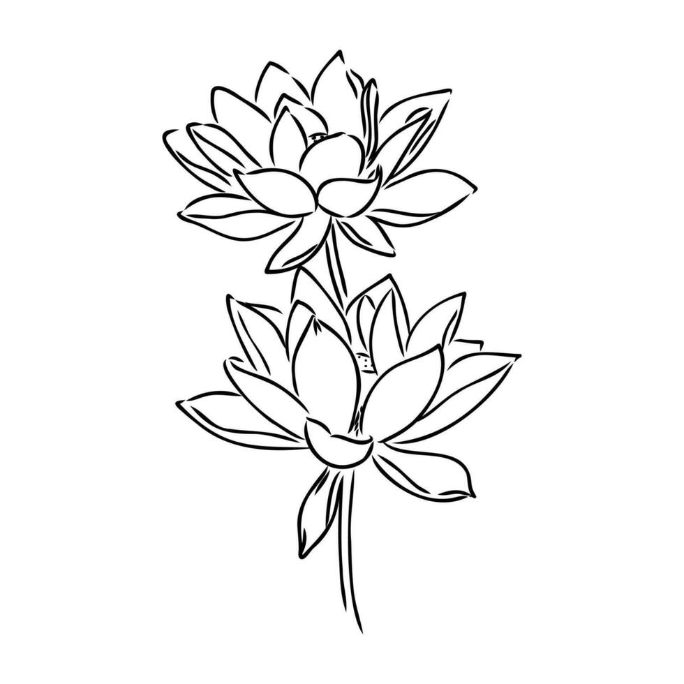 lotus vector sketch