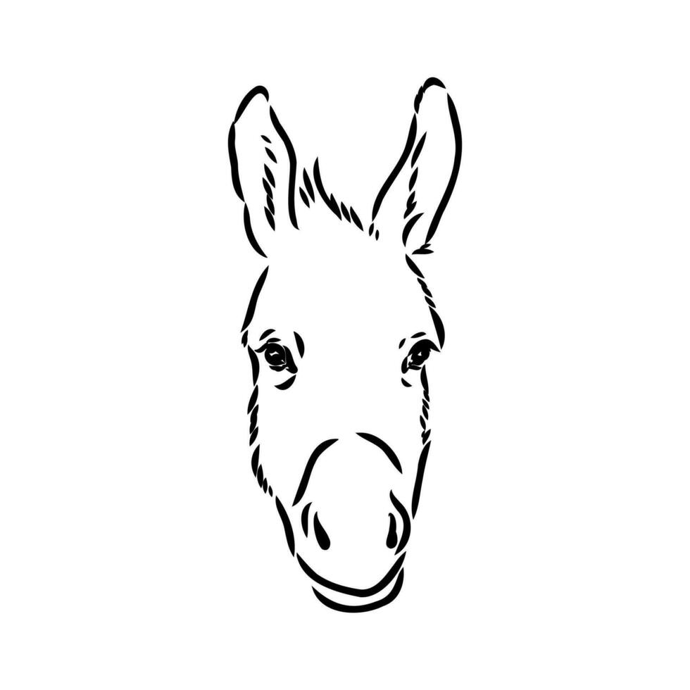 donkey vector sketch