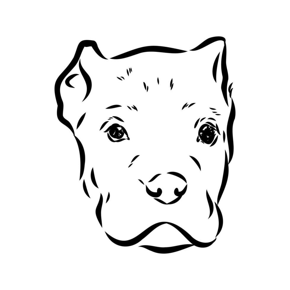 cane corso dog vector sketch