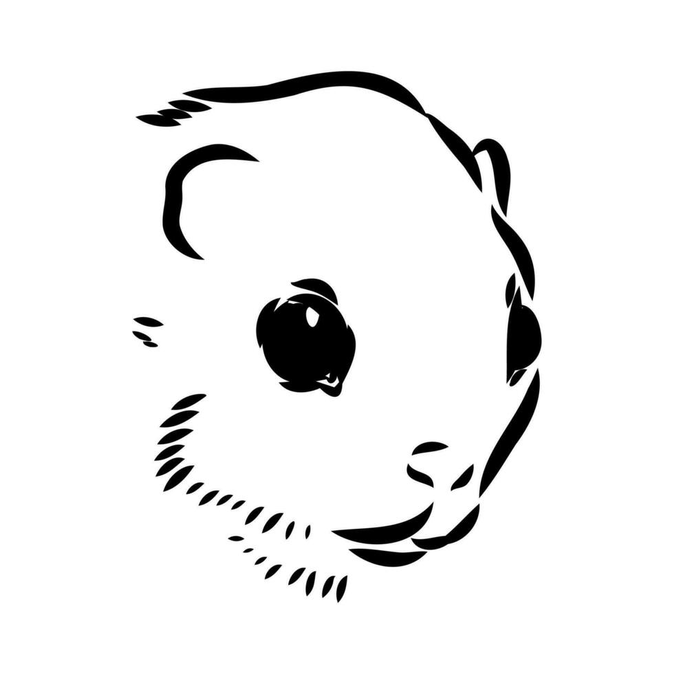 flying squirrel vector sketch