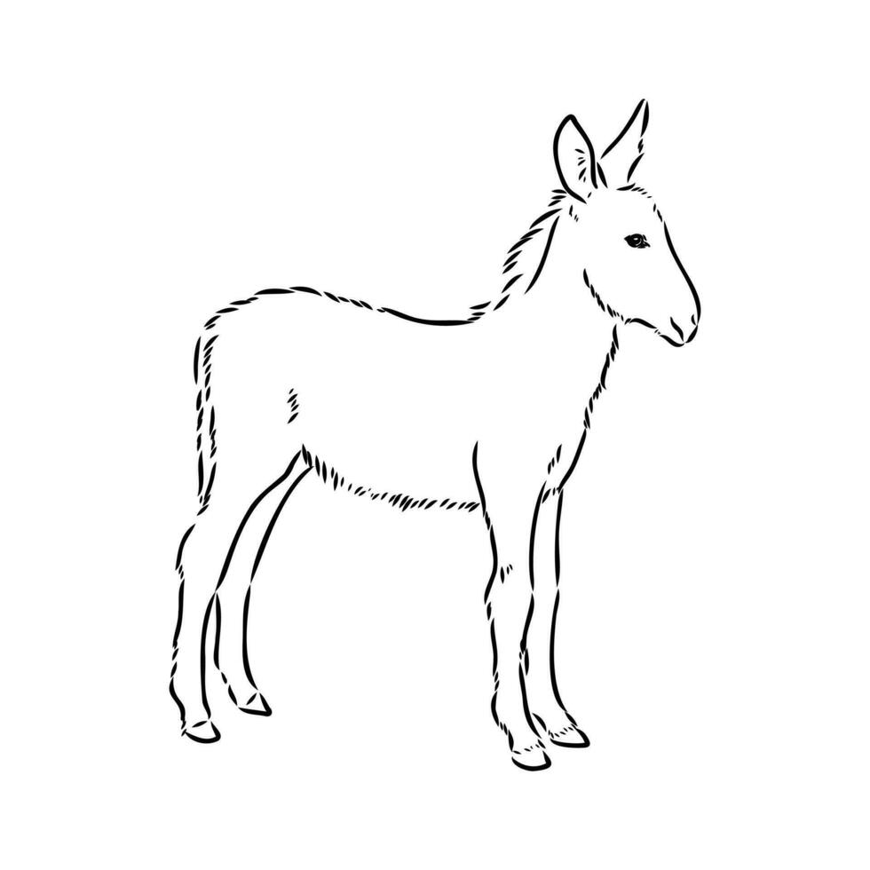 dibujo vectorial de burro vector