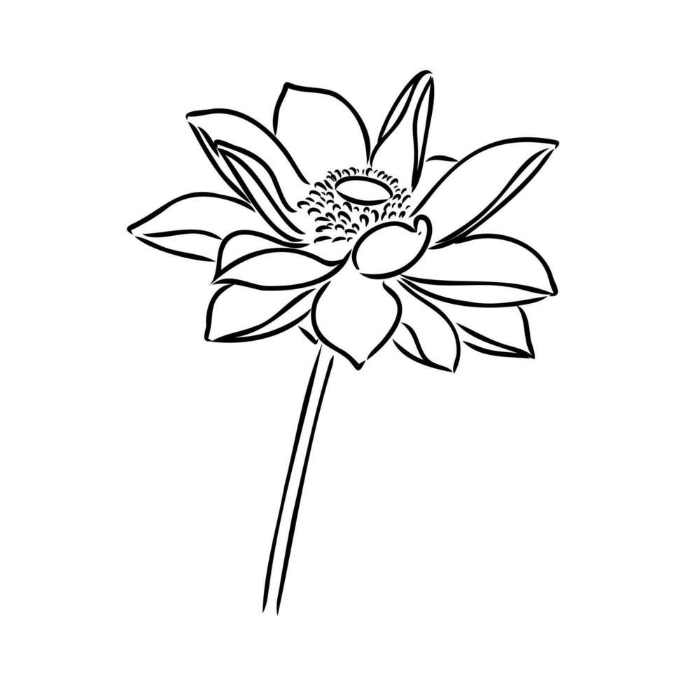 lotus vector sketch