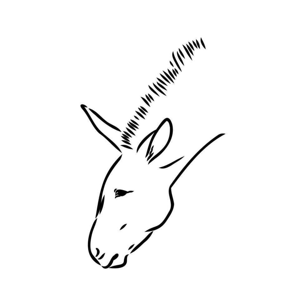 donkey vector sketch