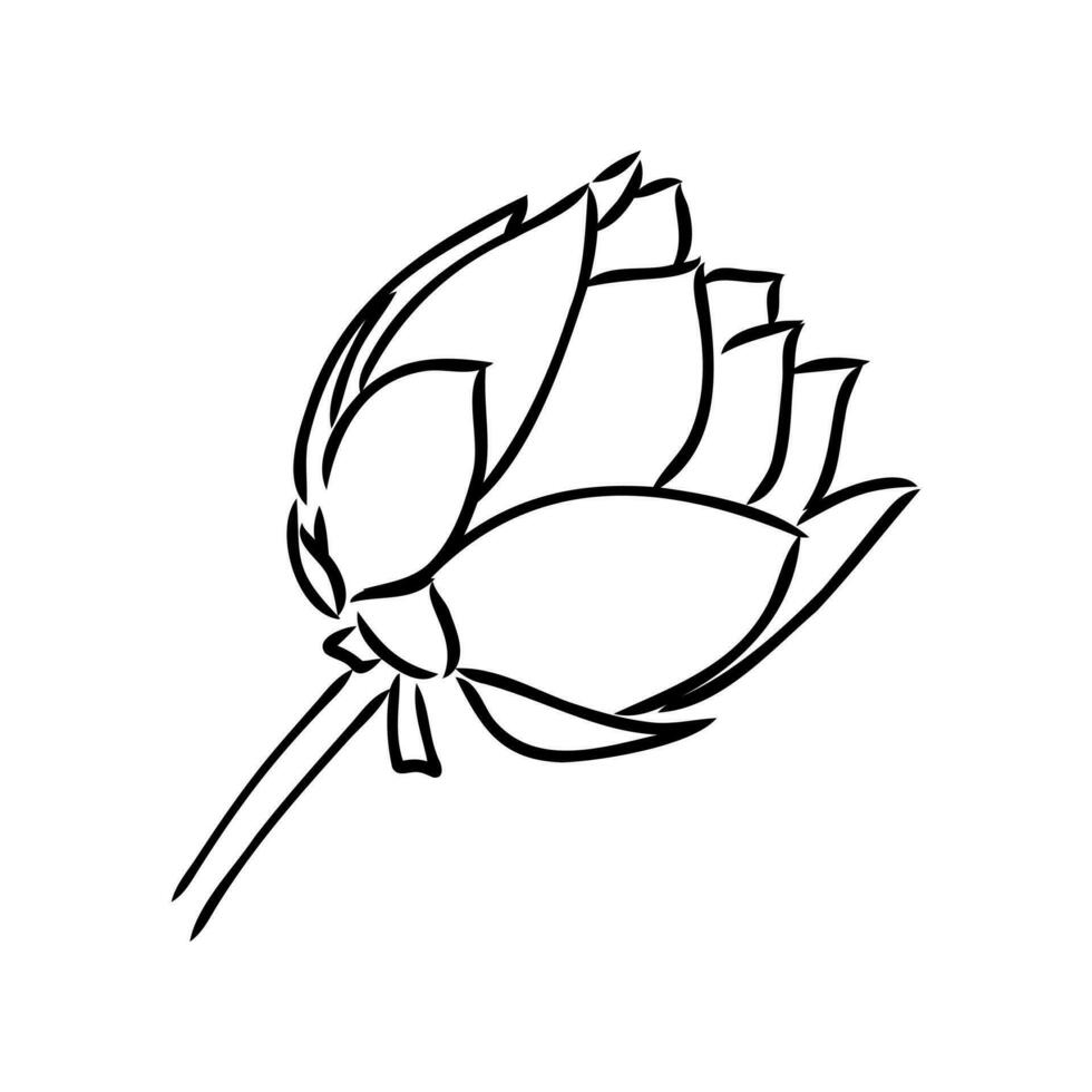 lotus vector sketch