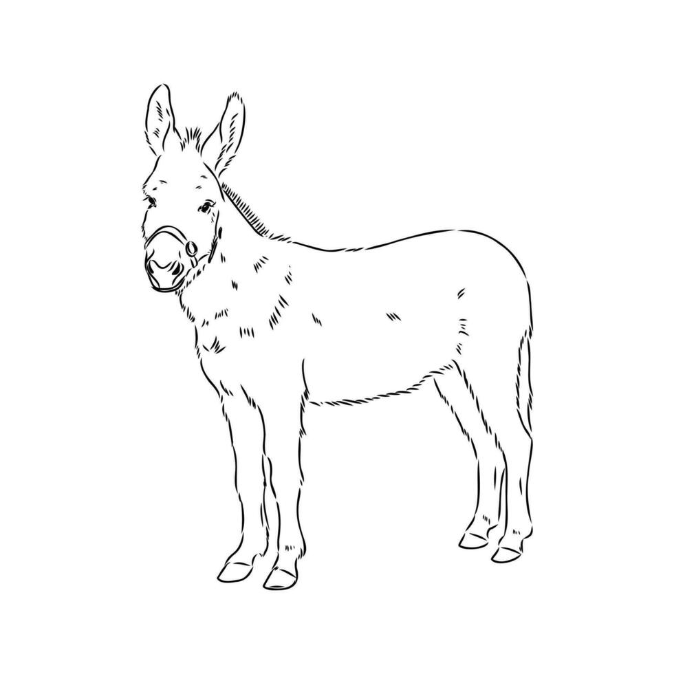 donkey vector sketch