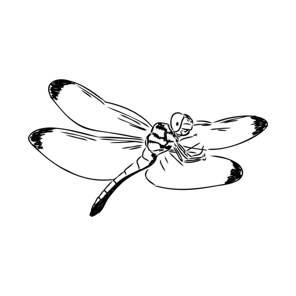 dragonfly vector sketch