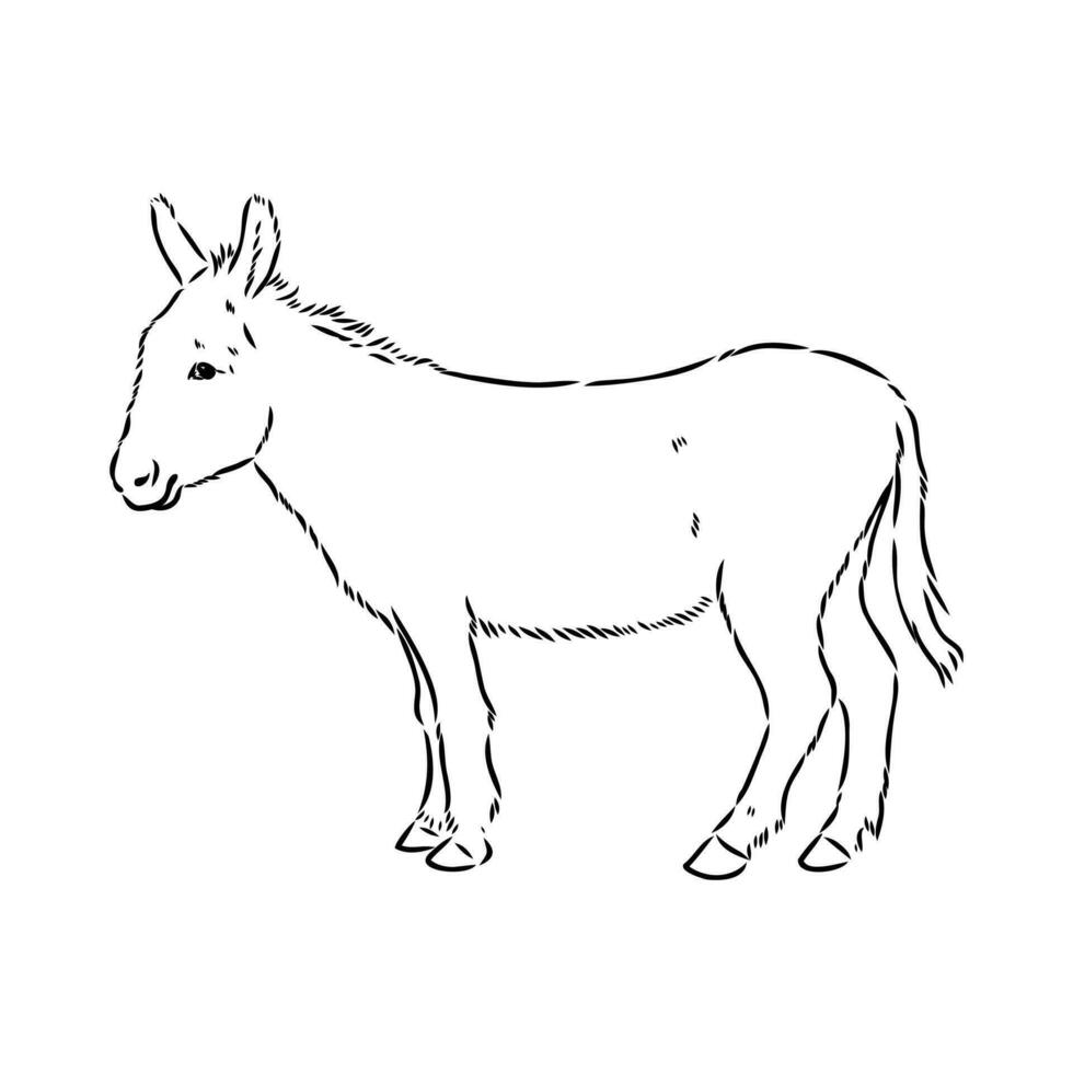 dibujo vectorial de burro vector