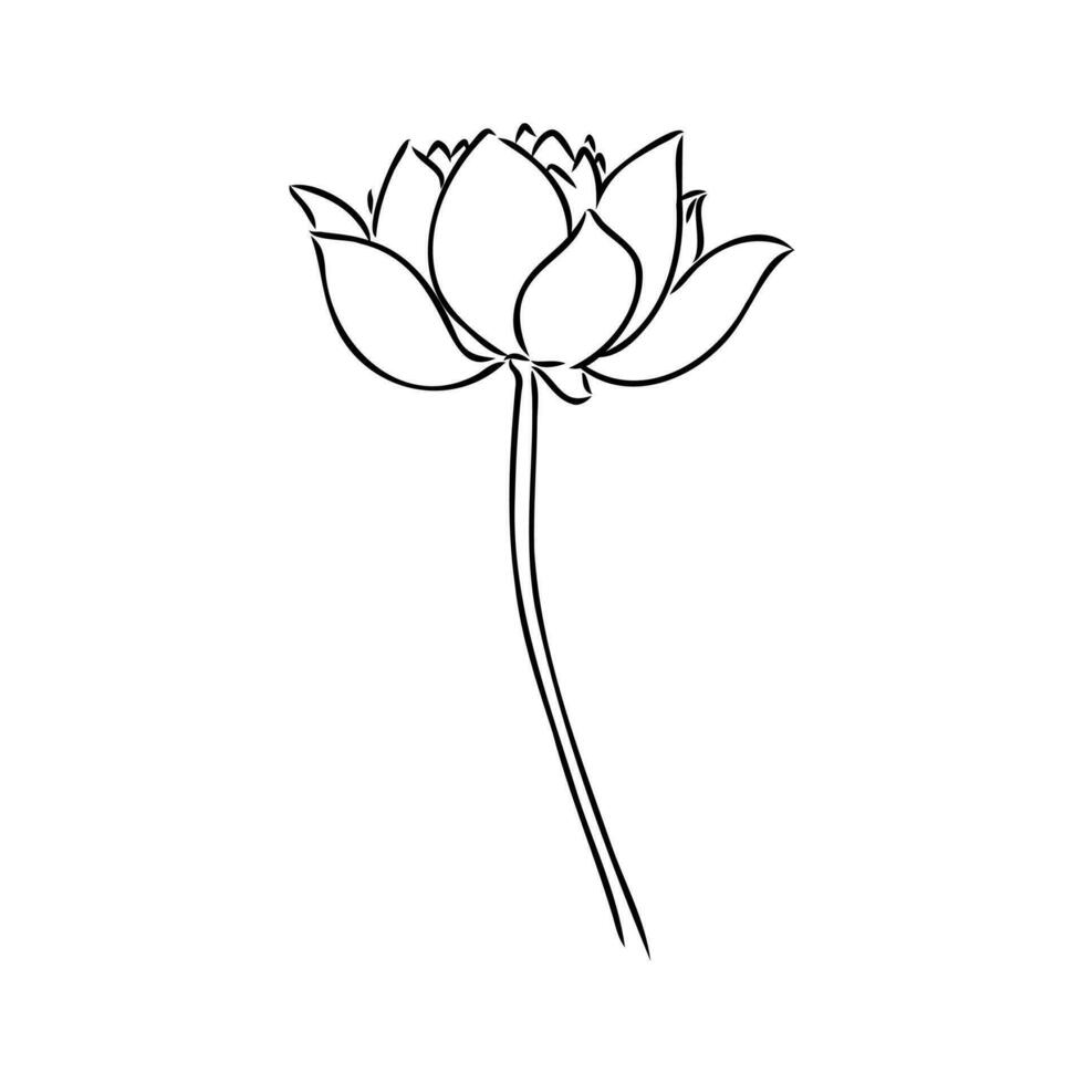 lotus vector sketch