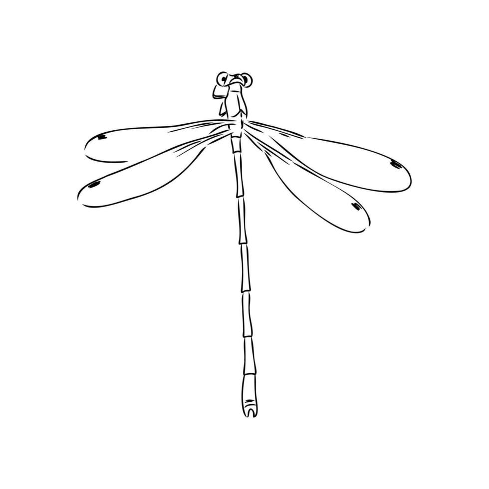 dragonfly vector sketch