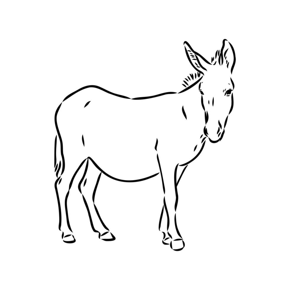 dibujo vectorial de burro vector