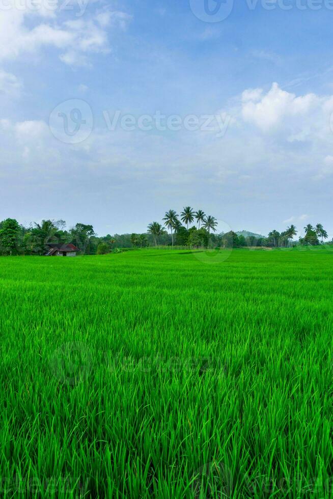 the beauty of the foggy morning panorama with sunrise and rice fields in Bengkulu photo