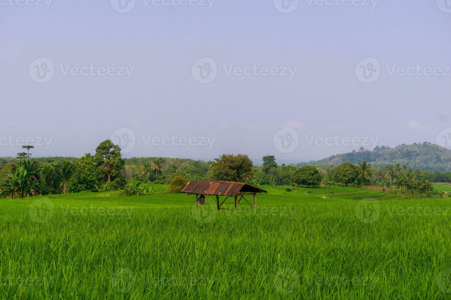 Beautiful morning view indonesia. Panorama Landscape paddy fields with beauty color and sky natural light photo