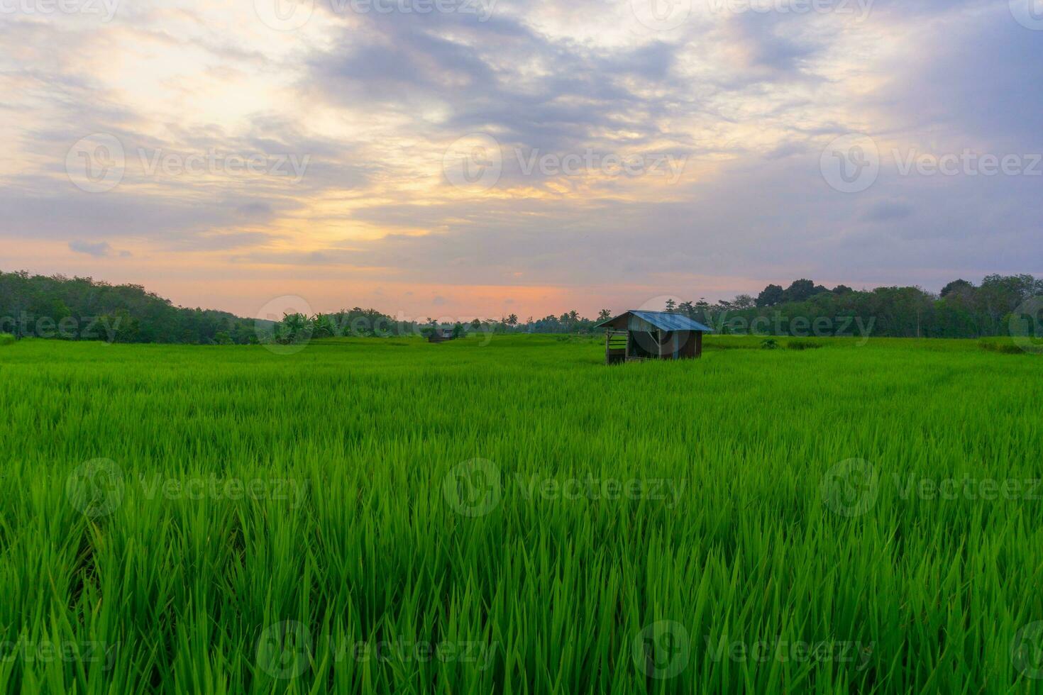 the beauty of the foggy morning panorama with sunrise and rice fields in Bengkulu photo