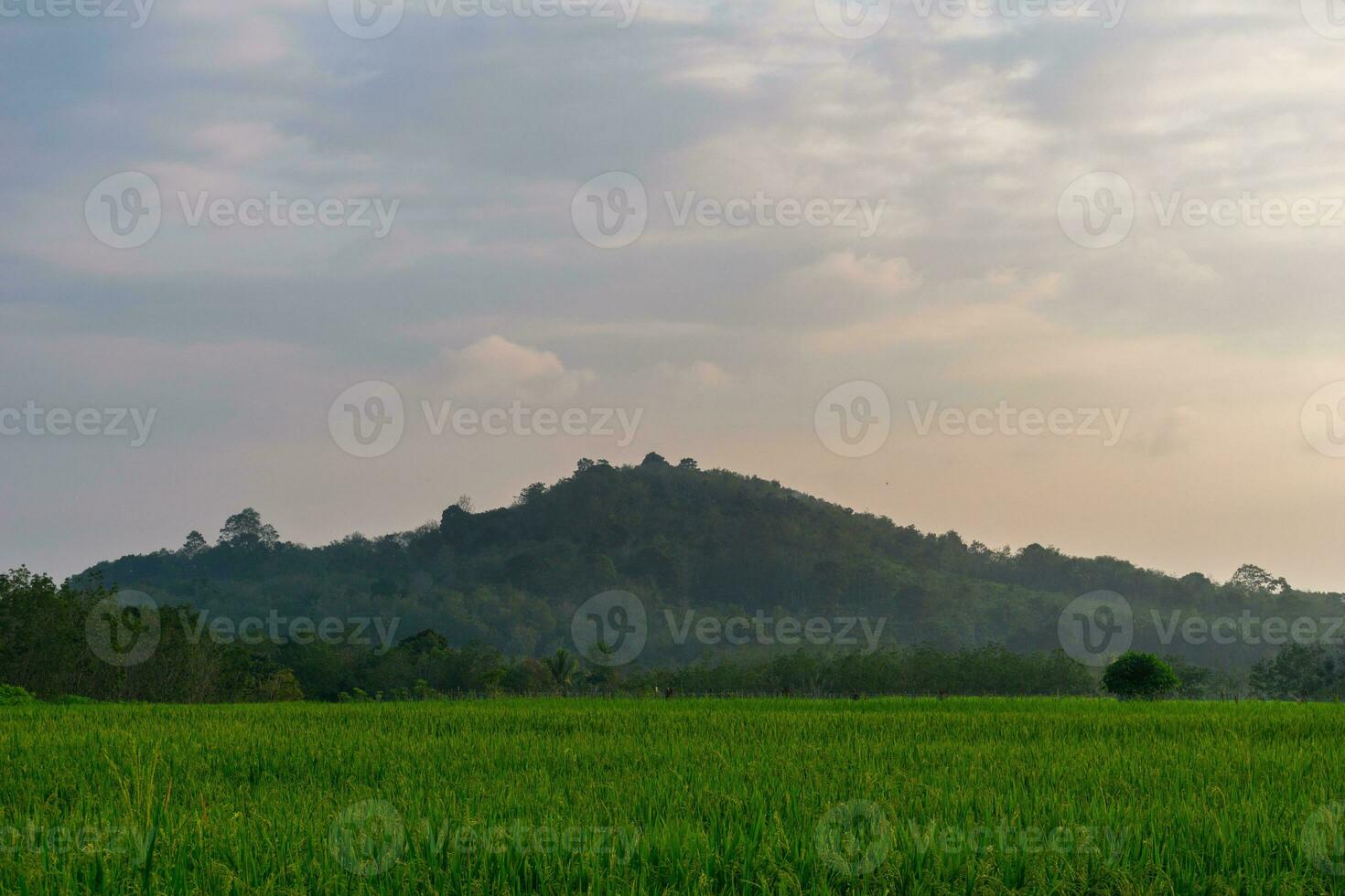 Beautiful morning view indonesia. Panorama Landscape paddy fields with beauty color and sky natural light photo