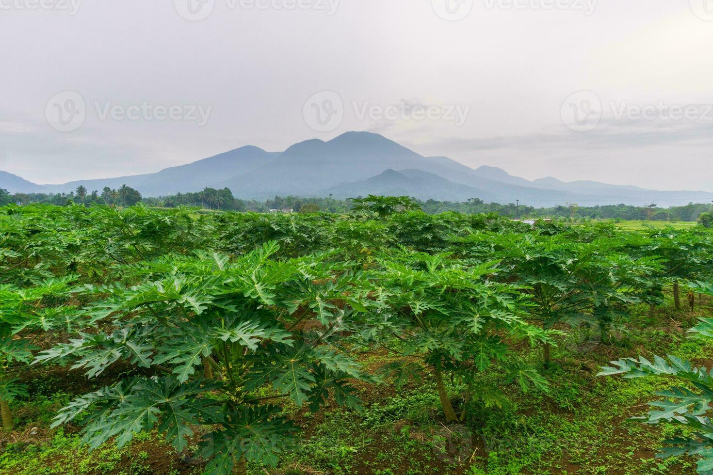 beautiful morning view from Indonesia of mountains and tropical forest photo