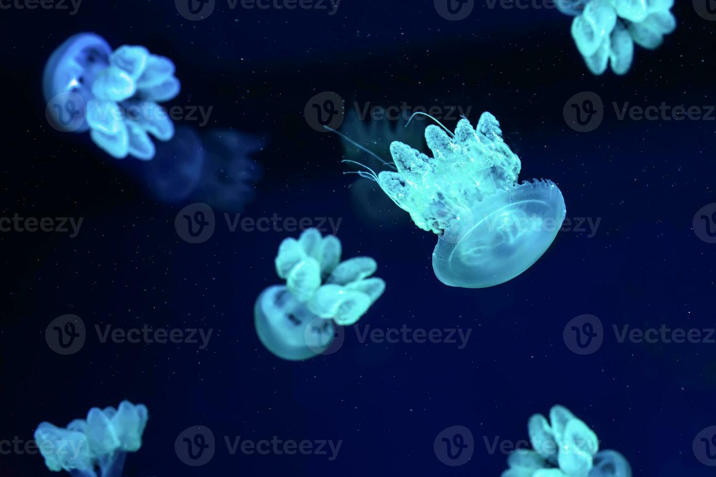Group of blue glow jellyfish Lychnorhiza lucerna marble jellyfish in dark water. photo