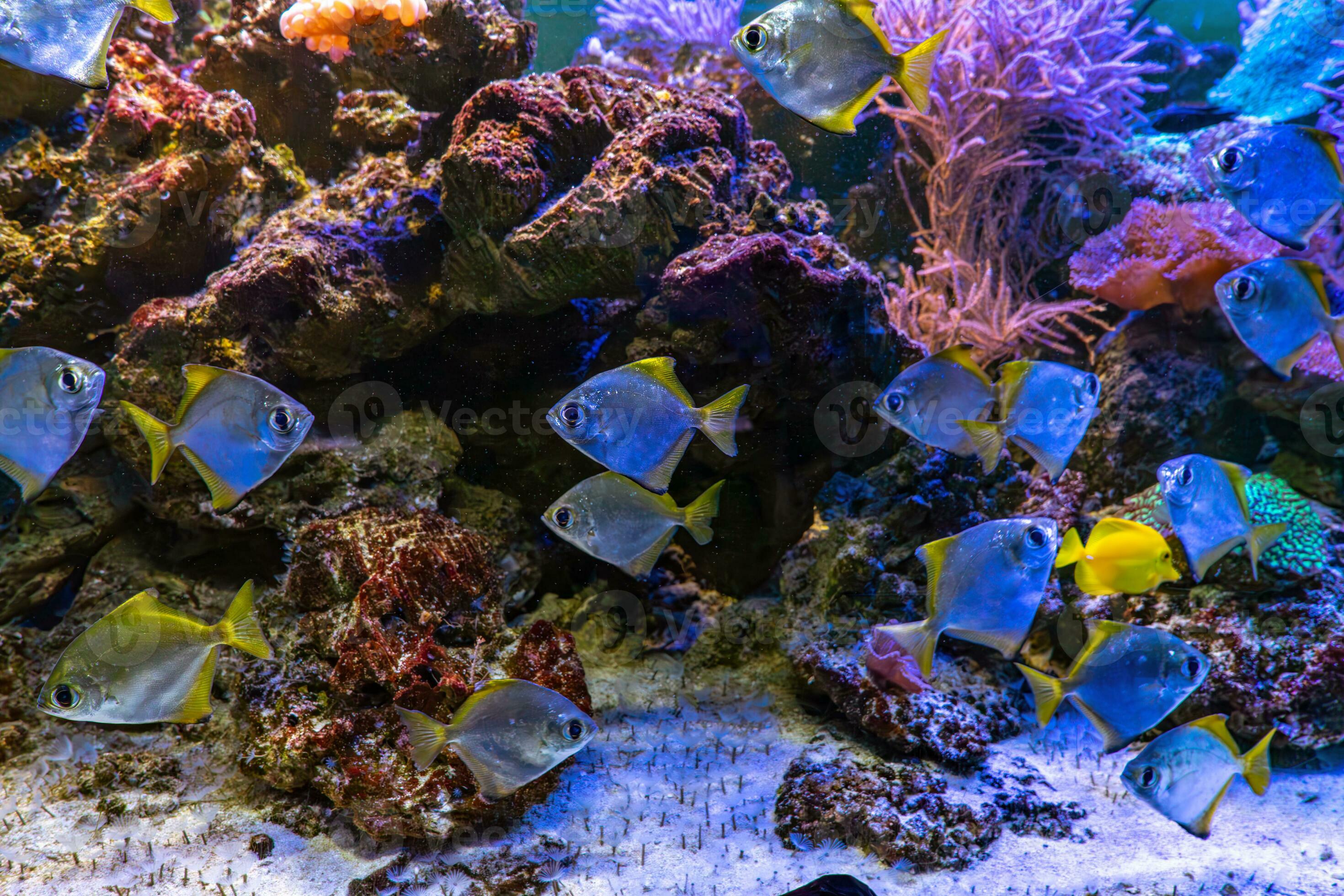 Monodactylus argenteus, silver moonyfish, silver moony, butter bream