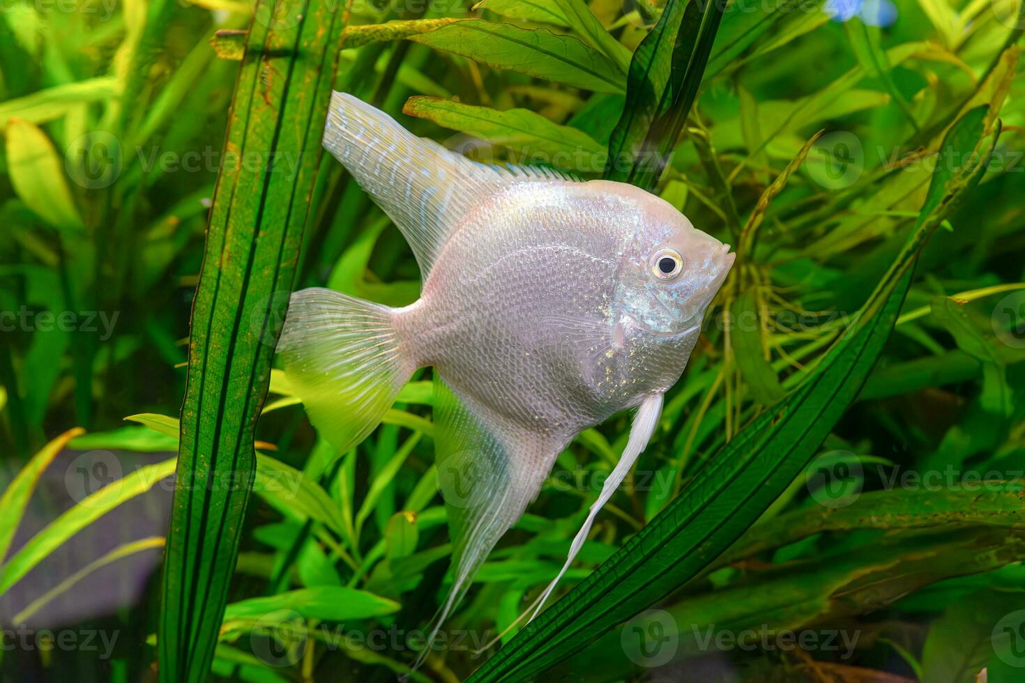 Tropical fish Pterophyllum scalare altum, angelfish swimming in aquarium with green seaweed. photo