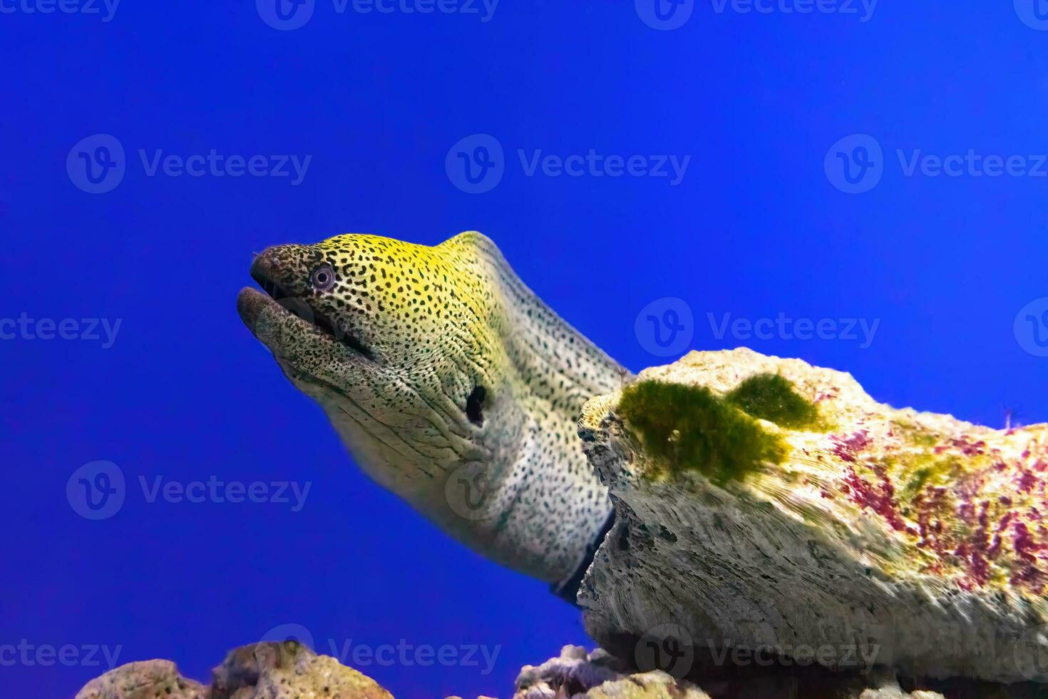 Gymnothorax kidako or kidako moray fish swimming in aquarium photo