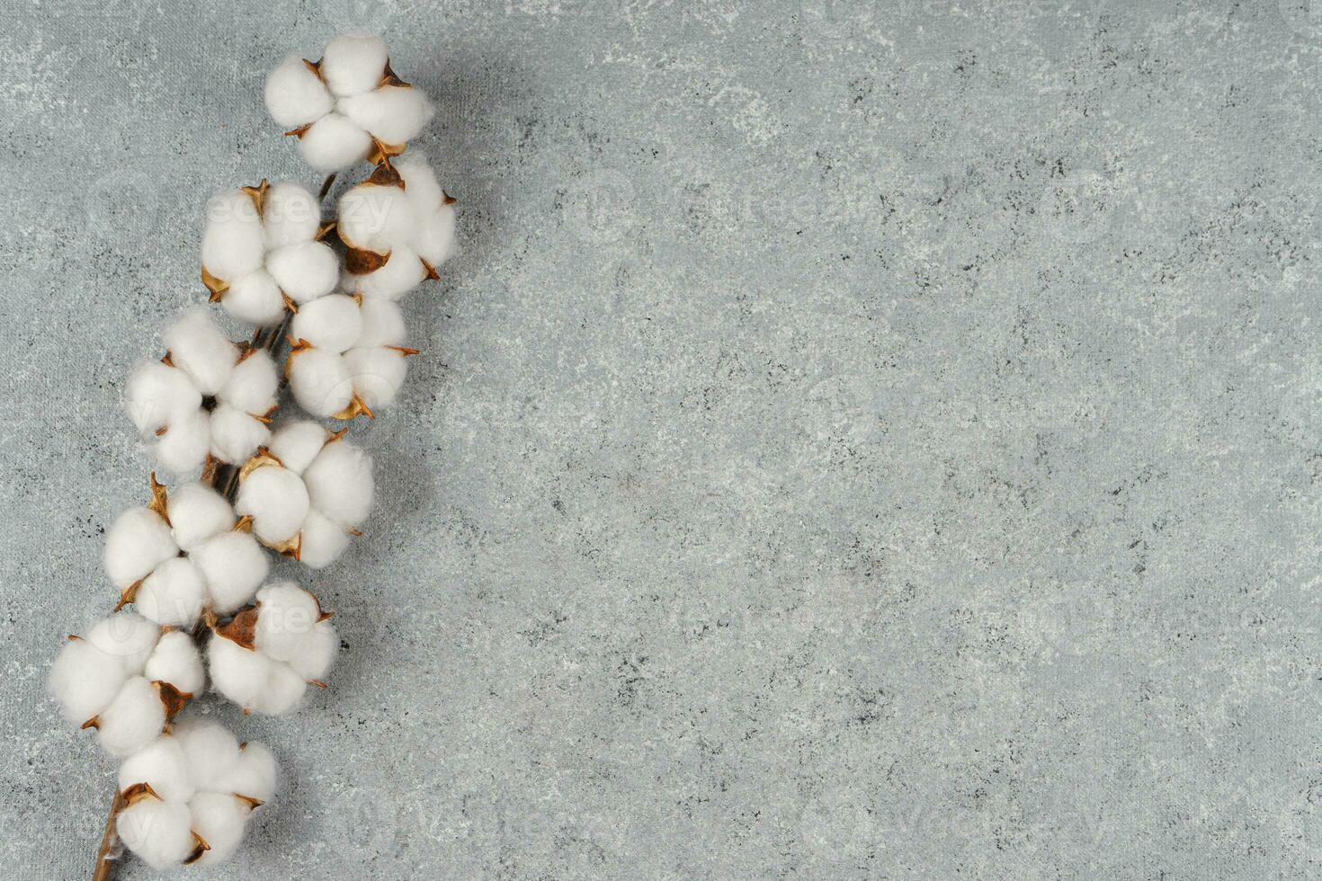 Dry cotton branch with fluffy flowers on light gray concrete textured background photo