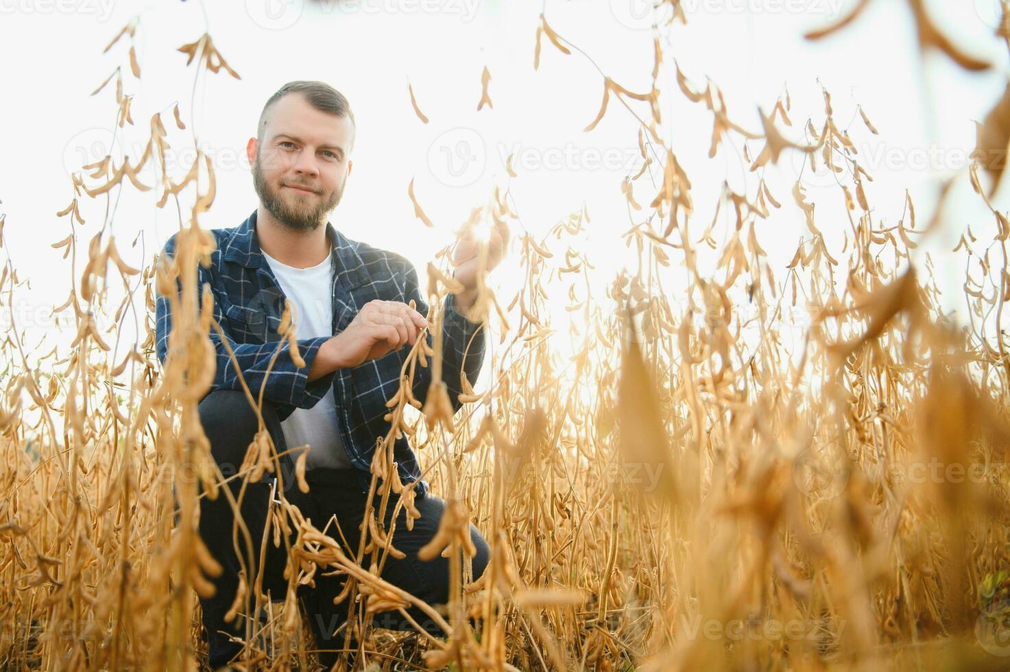 agrónomo inspeccionando soja frijol cultivos creciente en el granja campo. agricultura producción concepto. joven agrónomo examina haba de soja cosecha en campo. granjero en haba de soja campo. foto