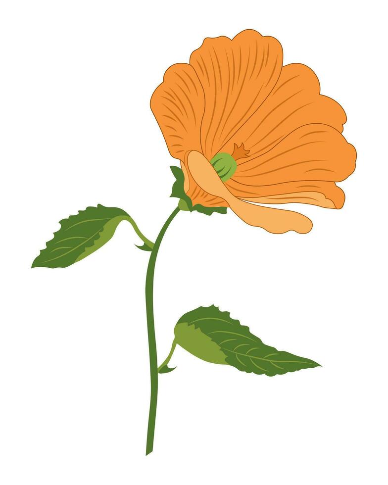 Hand drawn  lily flower. Postcard, greeting illustration, vector