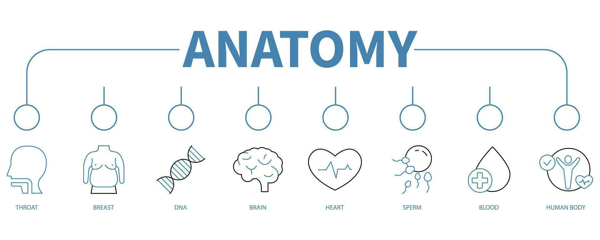Anatomy banner web icon vector illustration concept