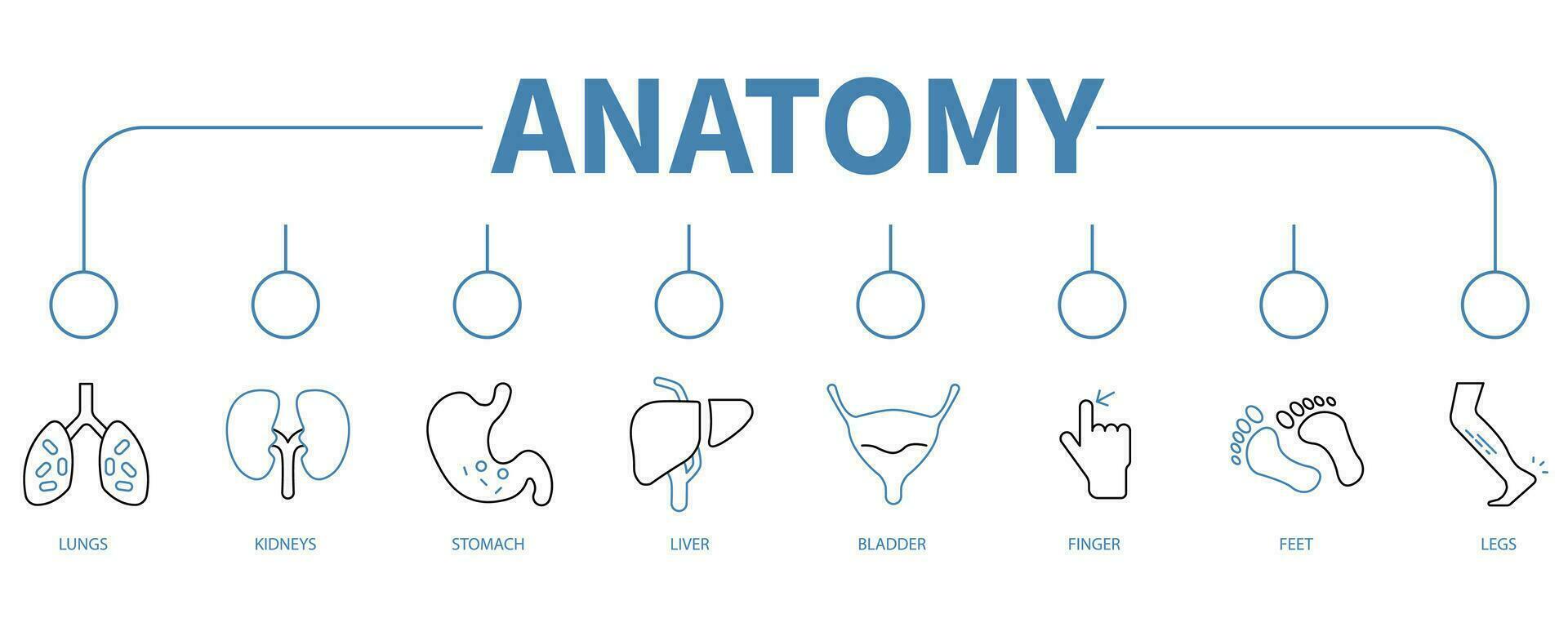 Anatomy banner web icon vector illustration concept
