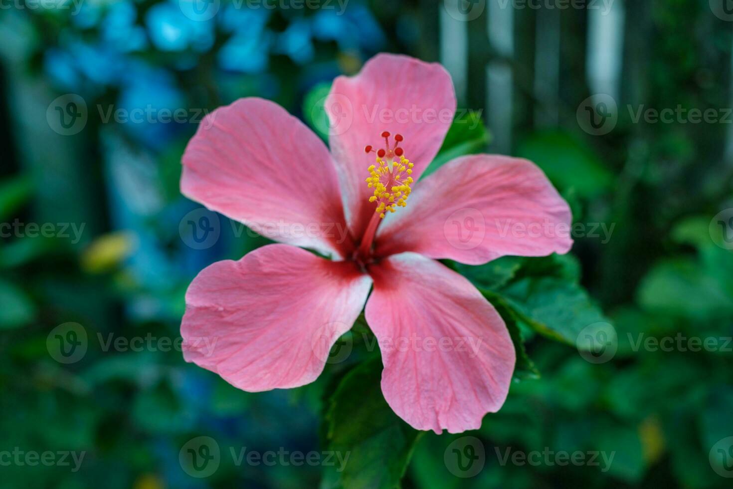 flor rosa en plena floración foto