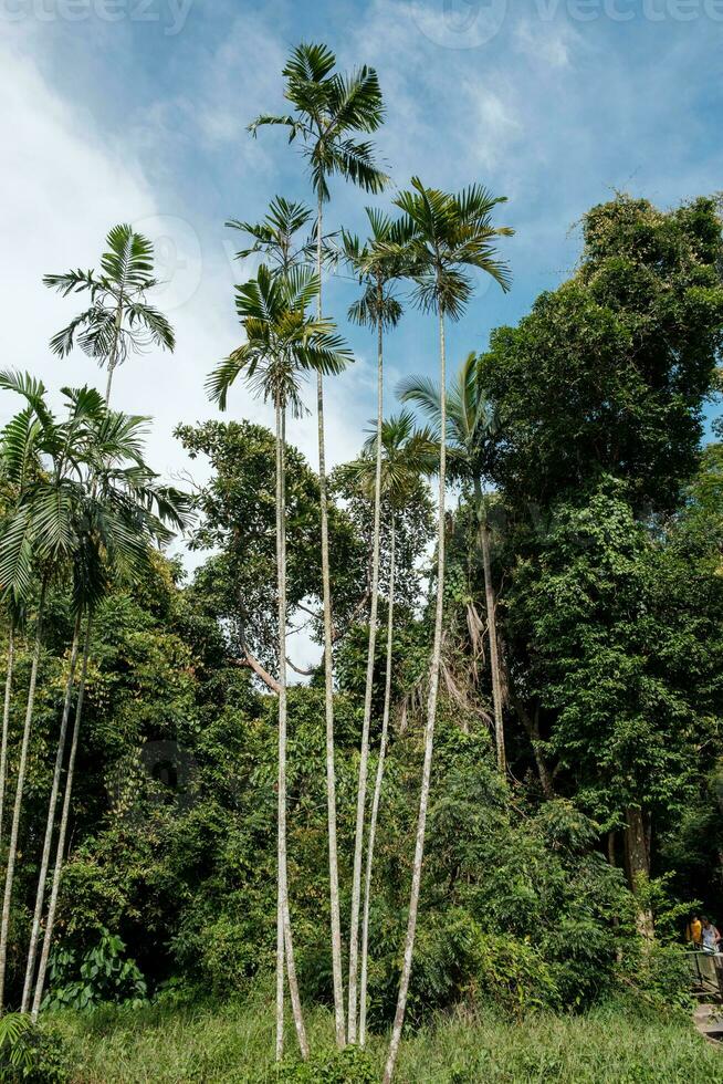 Tall Coconut Trees Portrait View photo