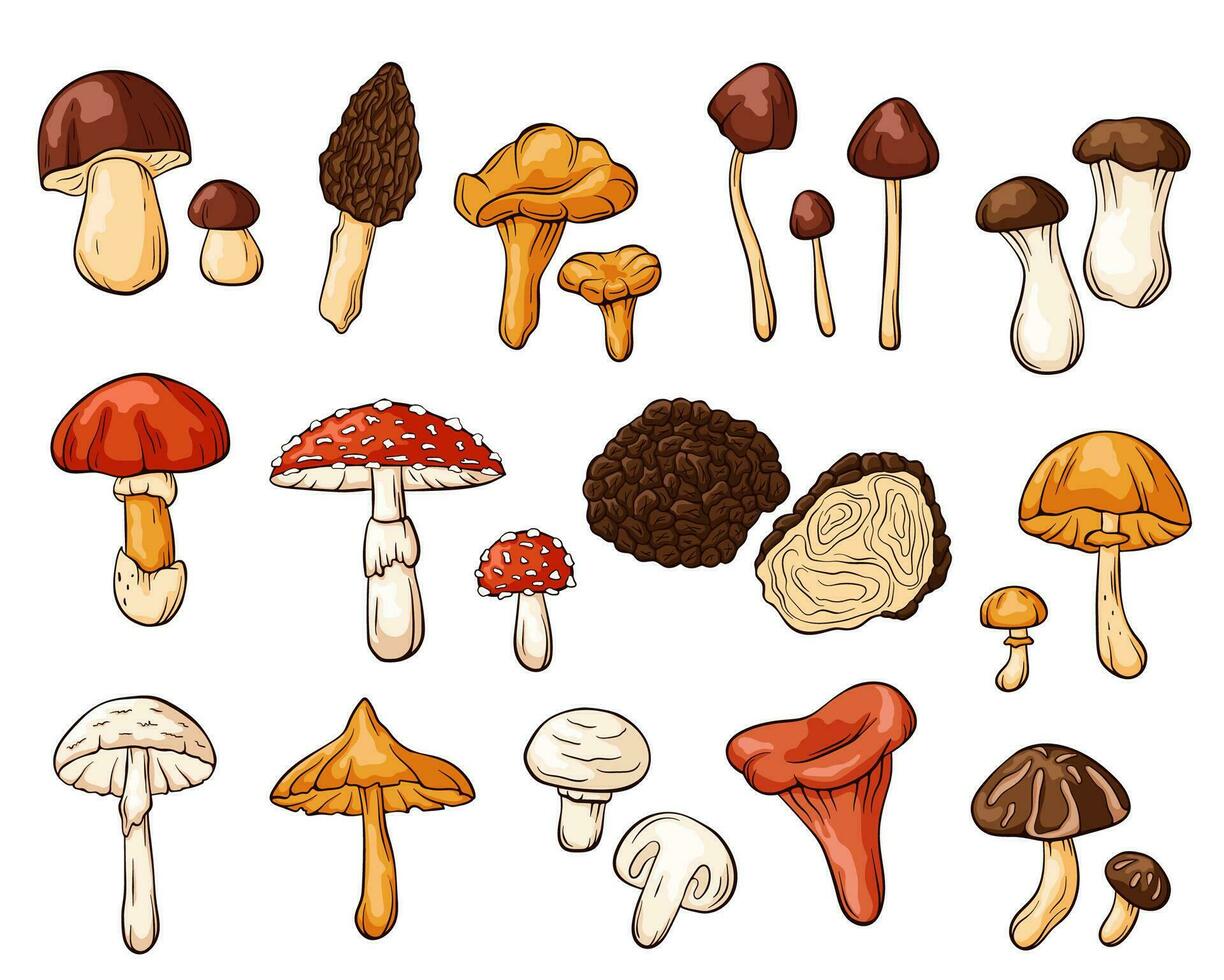 Edible and inedible mushrooms collection in cartoon style. Hand drawn forest plants drawings. Perfect for recipe, menu, label, icon, packaging. Fungus outlines set. Vector illustration isolated on a