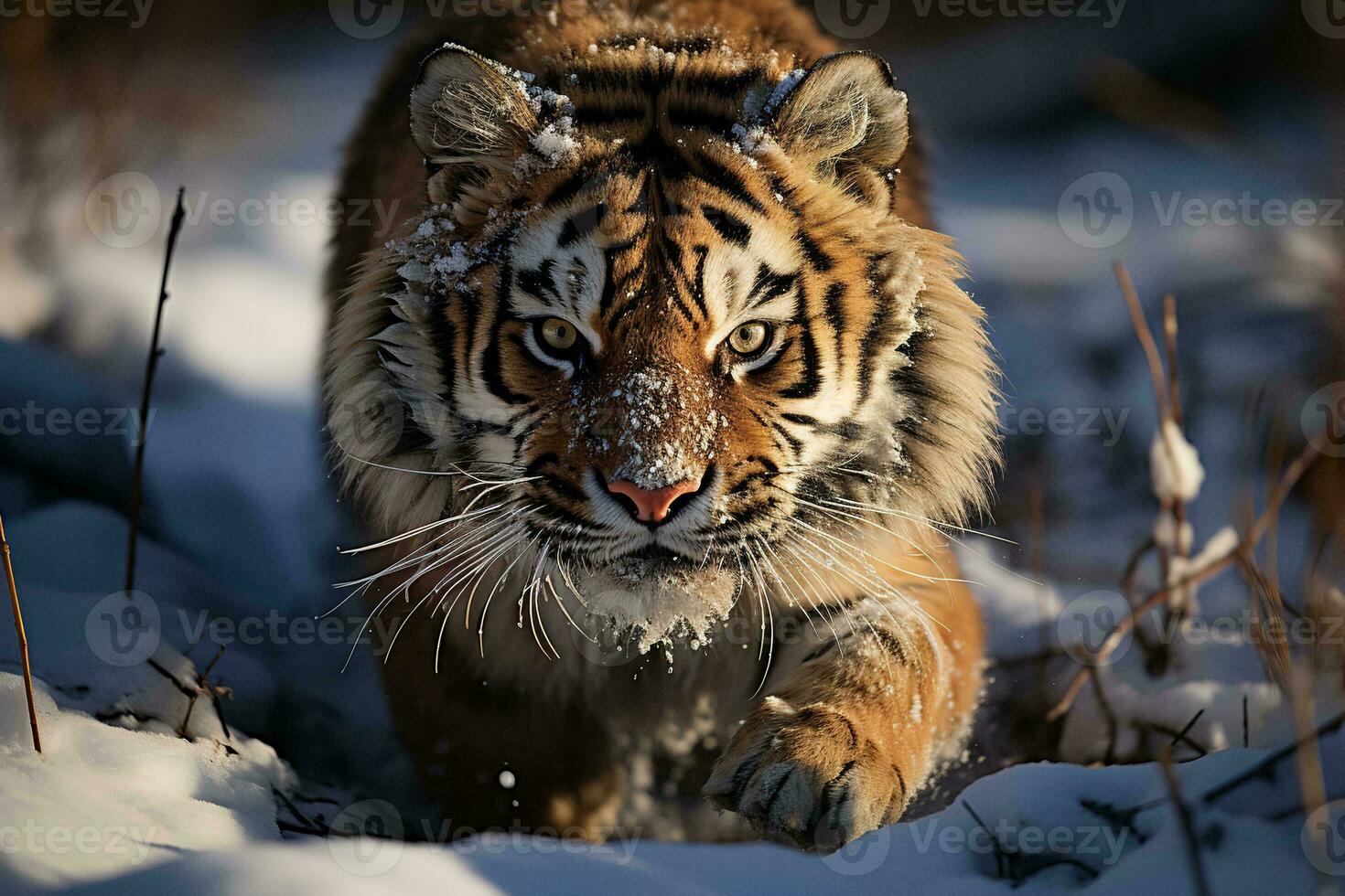 AI generated a majestic tiger covered in snow, prowling through a frosty landscape with an intense gaze, showcasing the beauty of wildlife in winter. photo