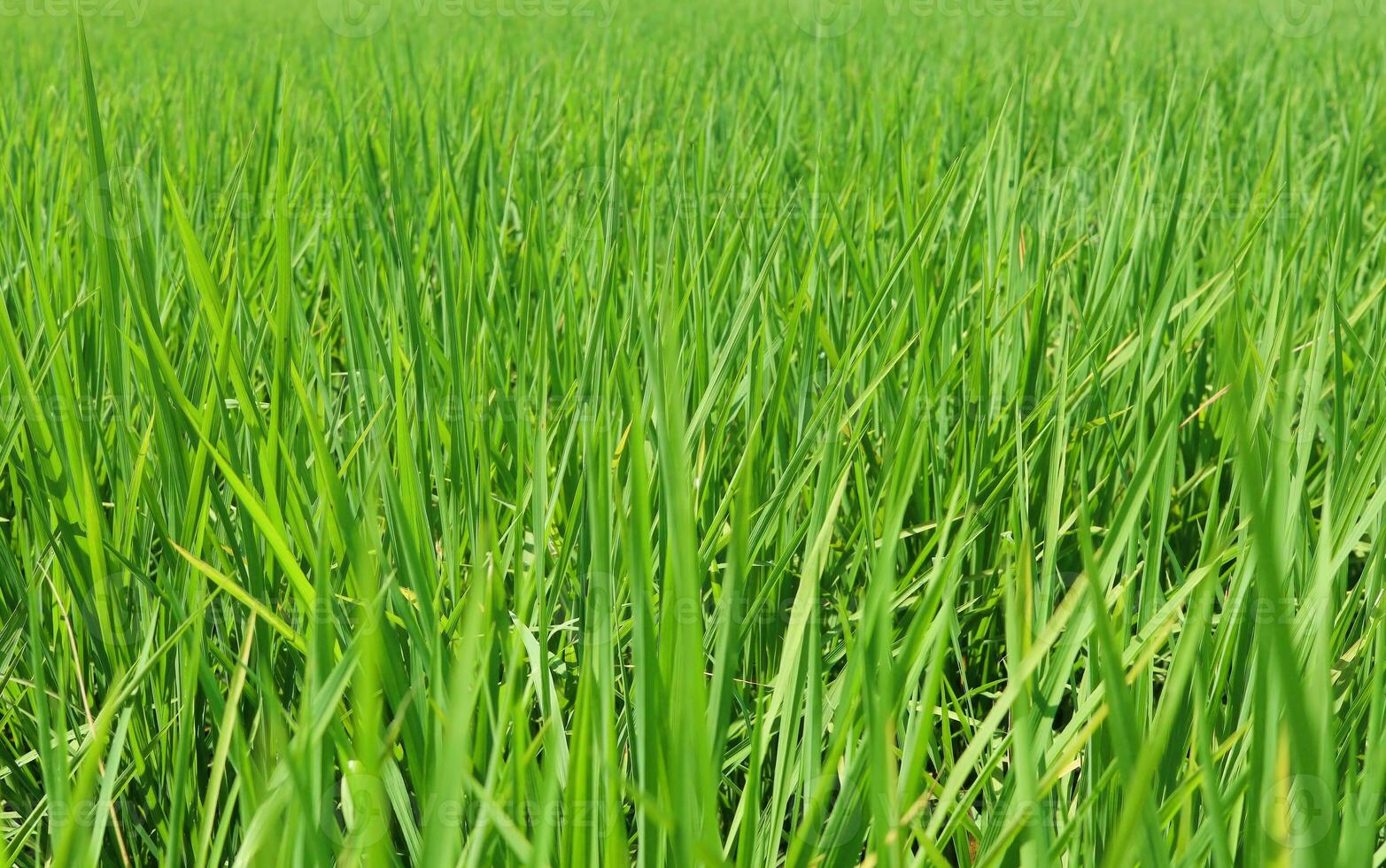 Bright outdoor landscape view over grass, rice, meadows and agricultural fields. Natural green green background. Growth of rice fields. photo