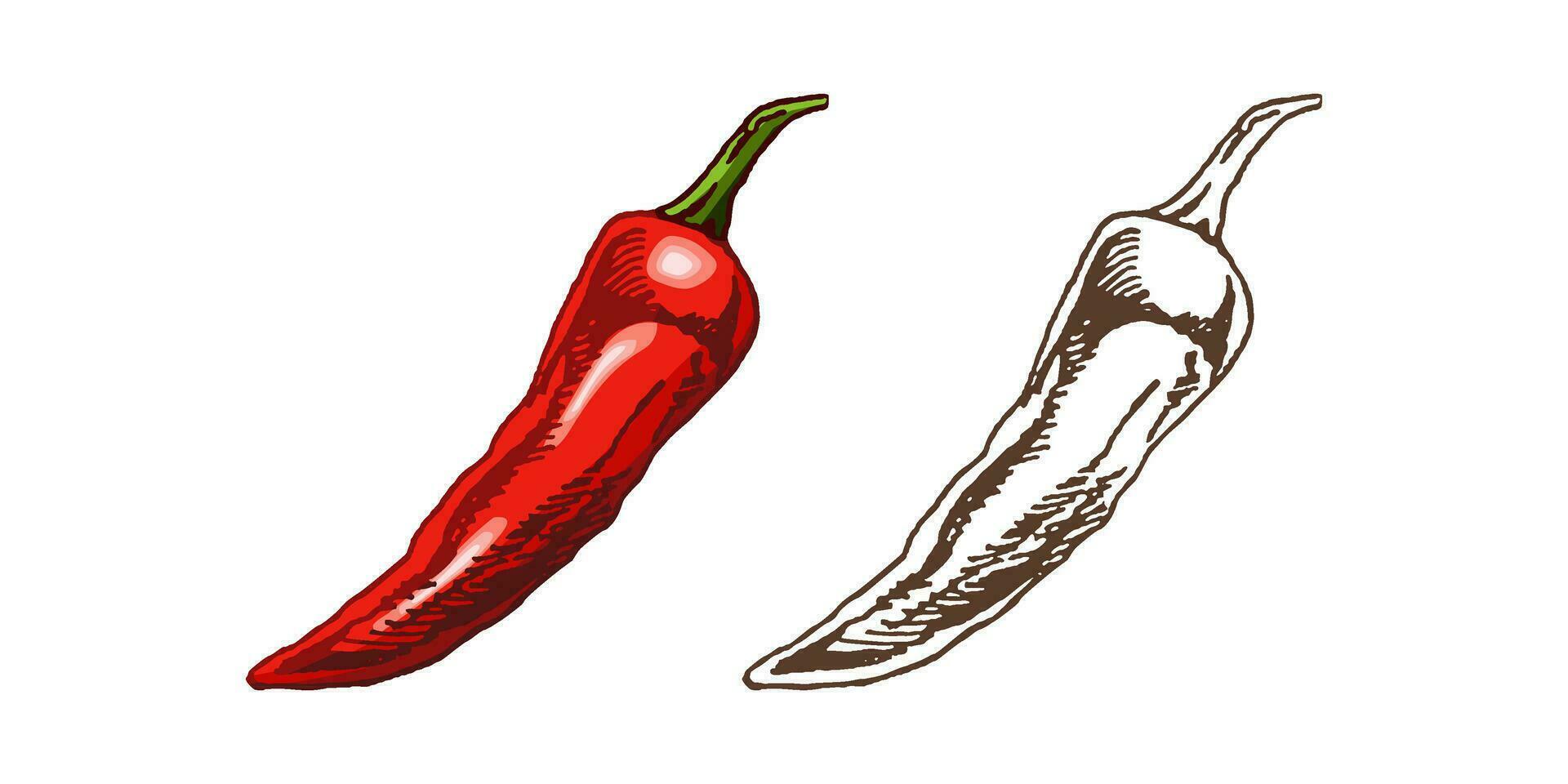 Organic food. Hand drawn retro style colored and monochrome vector sketch of chilli peppers. Doodle vintage illustration. Engraved image.