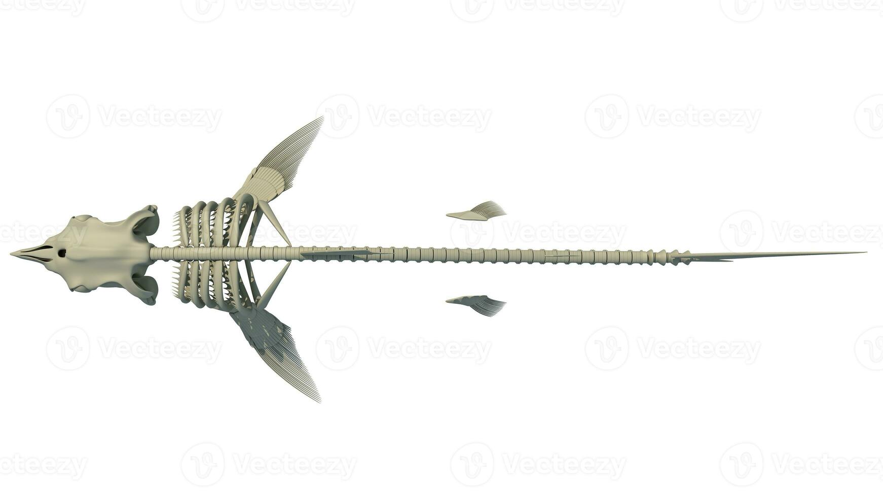 Great White Shark Skeleton 3D rendering on white background photo