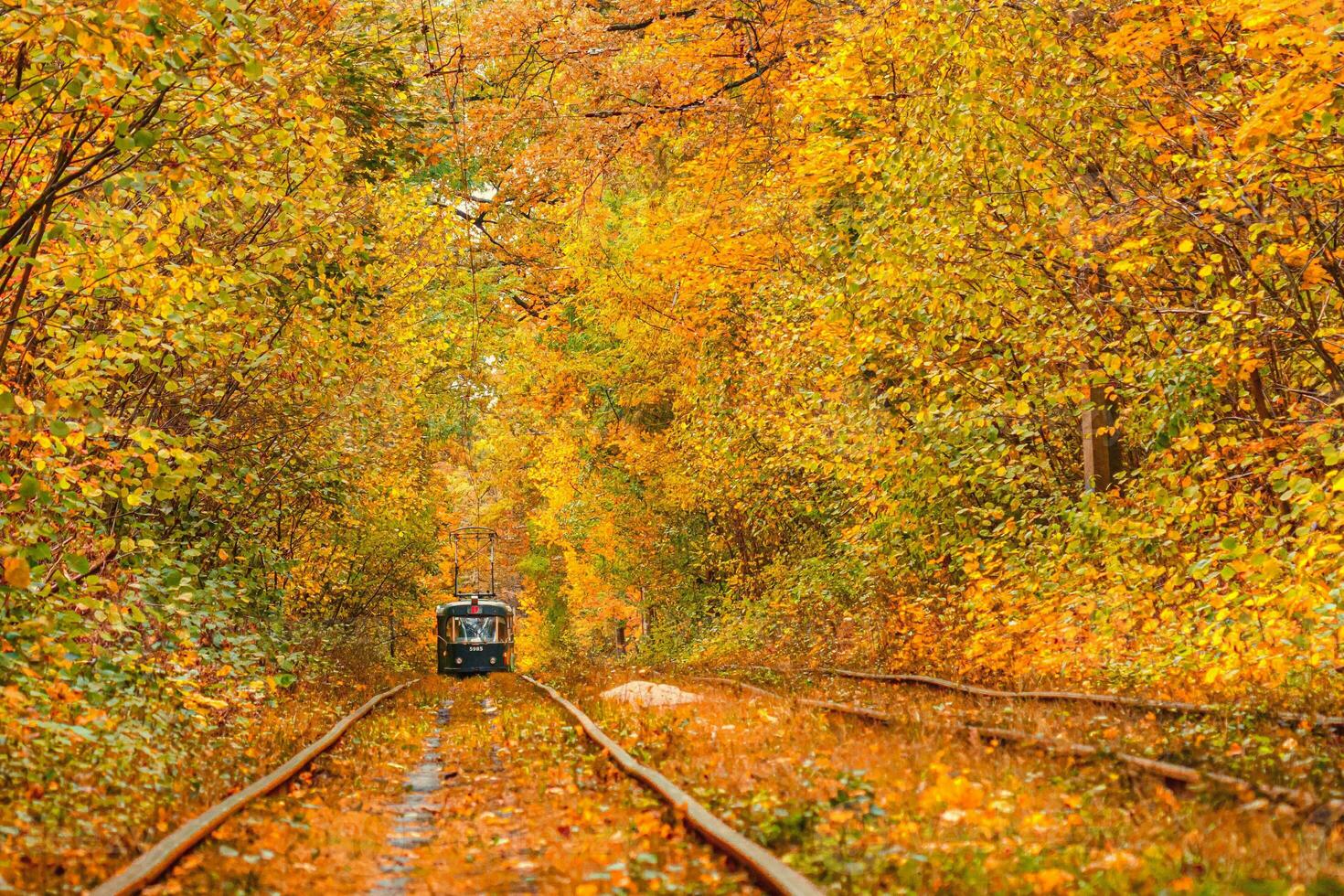 Autumn forest through which an old tram rides Ukraine photo
