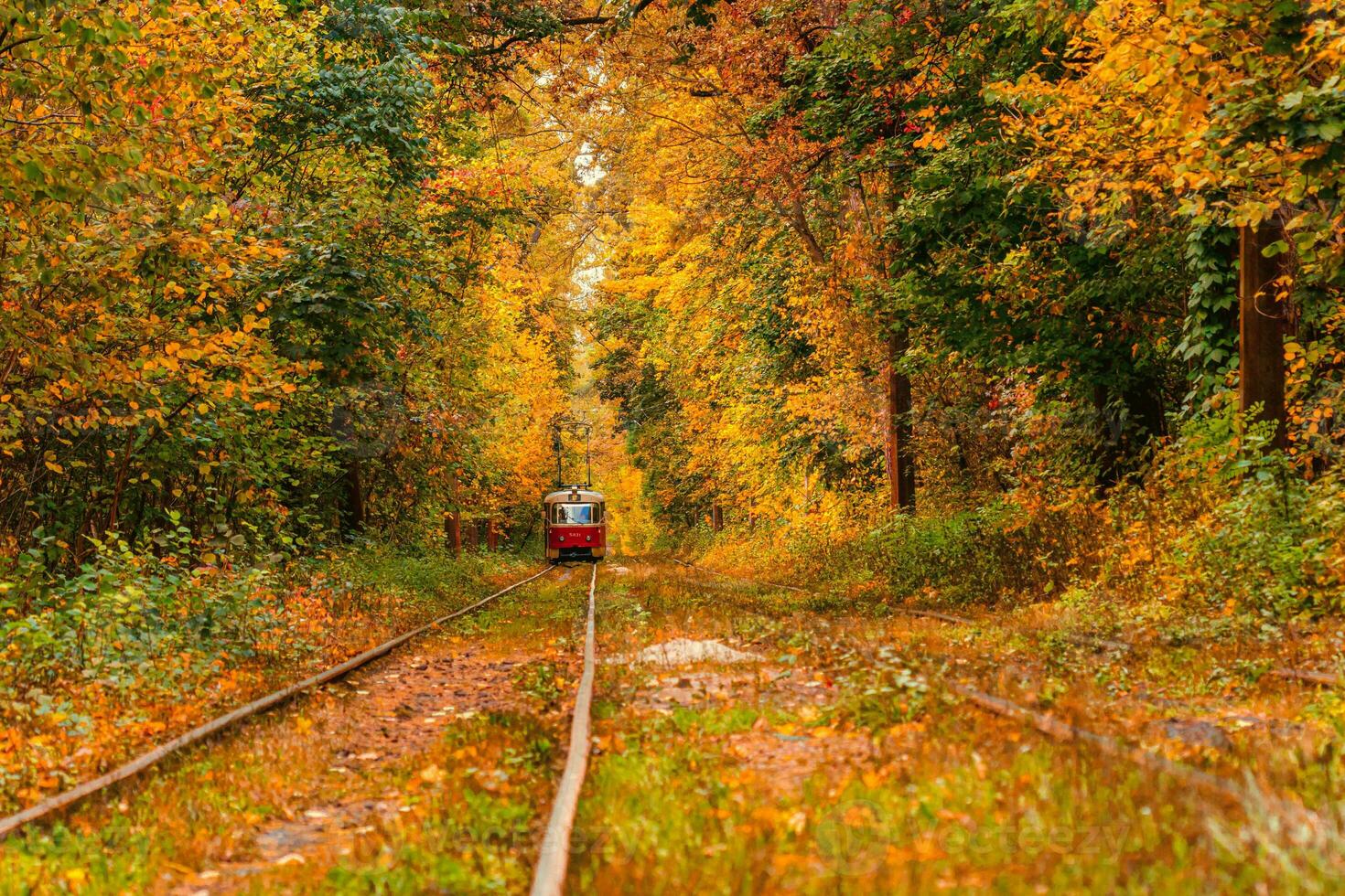 Autumn forest through which an old tram rides Ukraine photo
