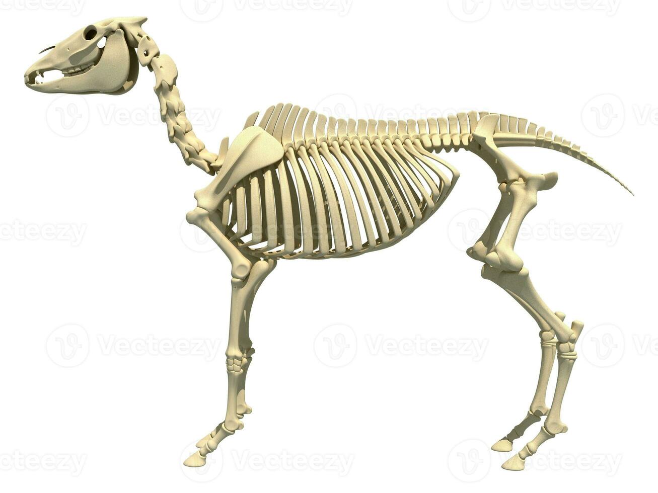 Horse Skeleton anatomy 3D rendering photo