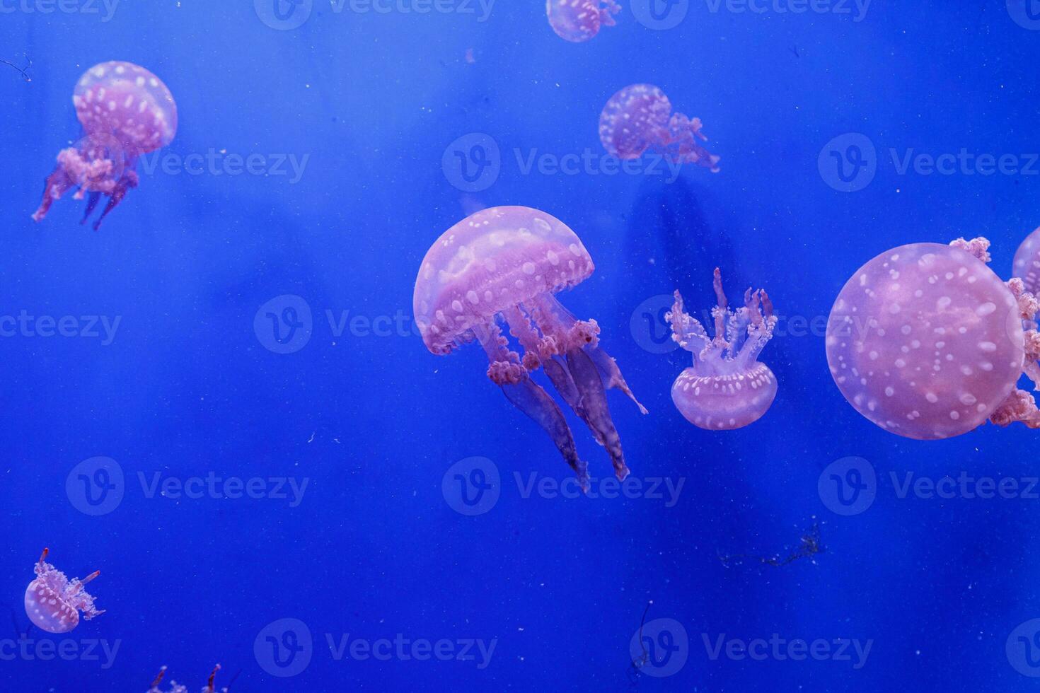 macro of a beautiful jellyfish mastigias papua photo