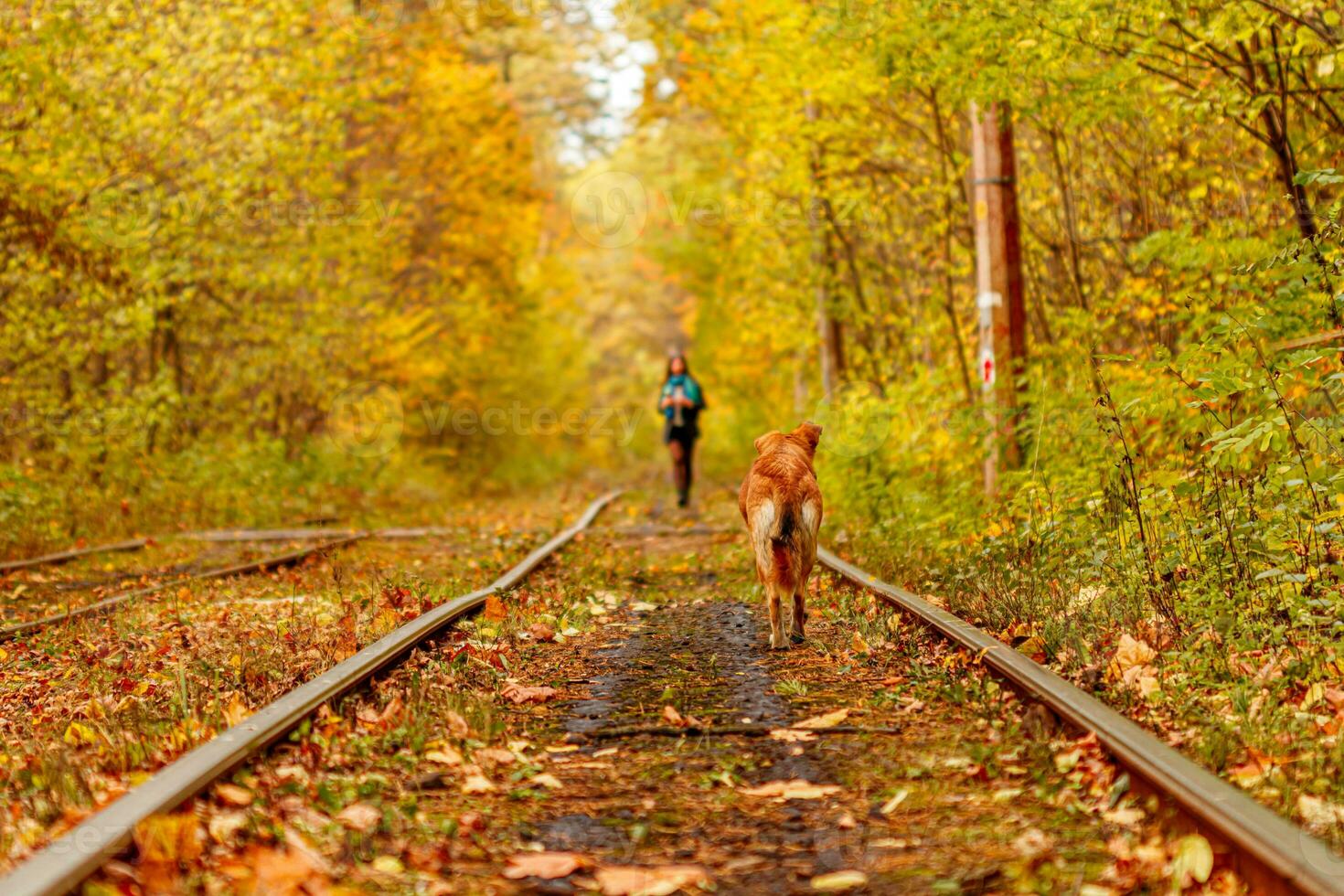 otoño bosque mediante cuales un antiguo tranvía paseos Ucrania y rojo perro foto