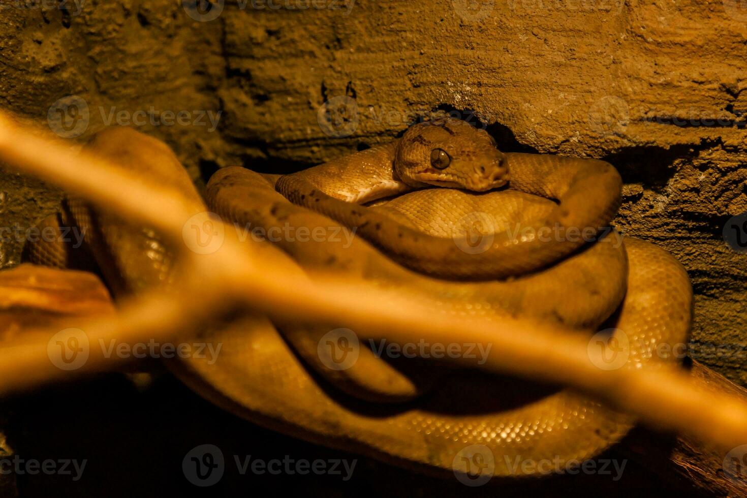 Snake rolled into a ball photo